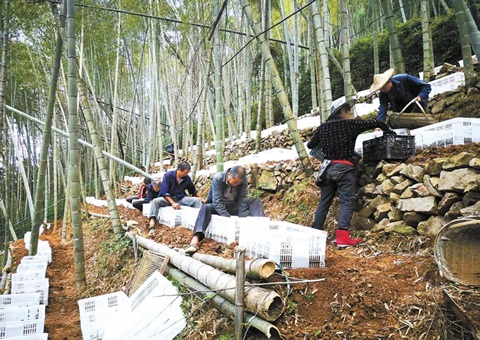 深挖森林“钱库”，，，，，，浙江林下生“金”